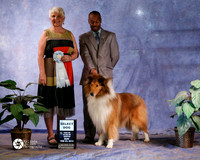 Rough Collie #39 Sun S2 Select Dog