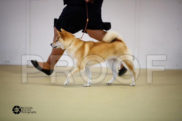 shib-9148-HtoJan14-HR