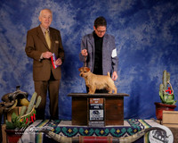 Norwich Terrier #8 Sun  WB BOS  Willrich Tonnie and Gerald Willrich Judge R Hartinger