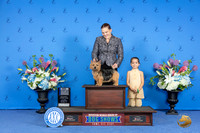 Norwich Terrier #9 SAT WD BOW NC M Judge Nancy Liebes