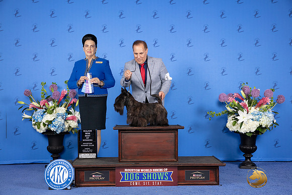 Scottish Terrier #5 FRI BOW M Judge Debbie Freeman_JP_9222e_Houston_2024-HR3