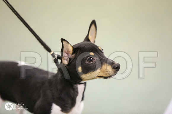 pup-8898-DntnMar14-HR3