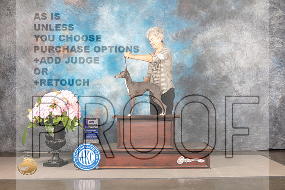 Italian Greyhound #24 Sun WB Judge Barbara Alderman_MJ_7649_Houston_2022_HR3