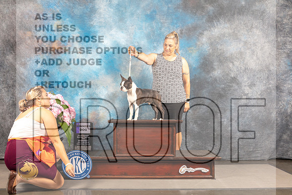 Boston Terrier #33 WED WD Judge Gloria Kerr *R*_MJ_6627_Houston_2022_HR3
