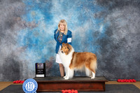 Collie Rough #6 Sun BOV Judge Beth Downey