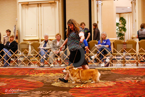 _JJ_8998-HstnCorgiFeb2015-HR3