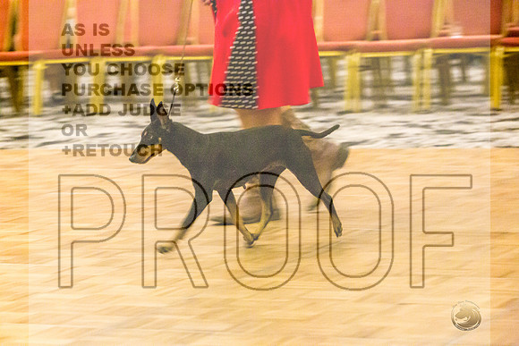 Manchester Terrier MTOY Candids-JJL_2299-Hstn2022_HR3