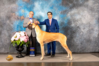 Great Dane #19 SAT BOB SAT Judge Luis Sosa