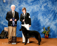 Belgian Sheepdog #16 Fri AOM +A1