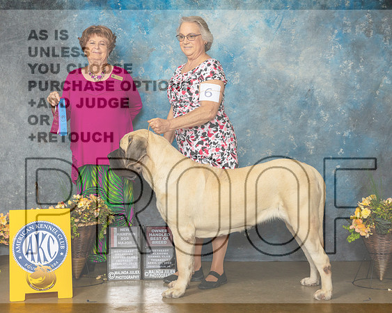 Mastiff #6 Thur BOSWBOHBOB Judge Carol Jean Nelson-MMJ_8584-NWARK2022-HR3