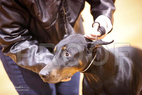 dobe-0013-MrshllDec13-HR