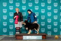 Finnish Lapphund #236 Sat G3 Judge Deb Allen