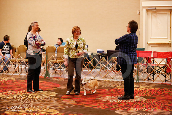 _JJ_8302-HstnCorgiFeb2015-HR3
