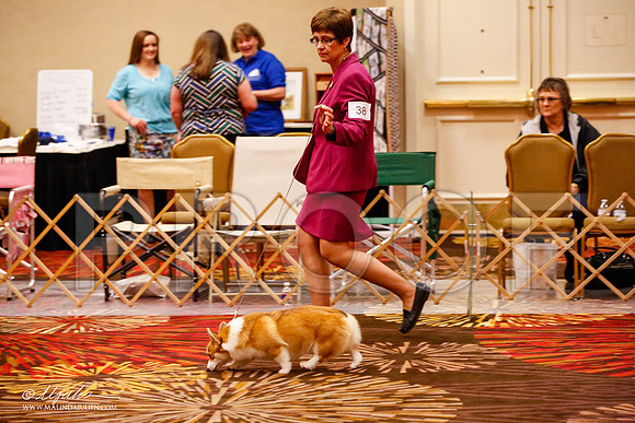 _JJ_8777-HstnCorgiFeb2015-HR3