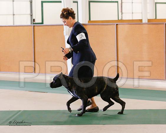 Cane-8429-NormNov13-HR