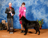 Belgian Sheepdog #29 Sat BOW WD Maj