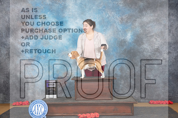 Beagle #10 Sun WB JUdge Beth Downey__JP_0714_Sulphur Springs_2024_HR3