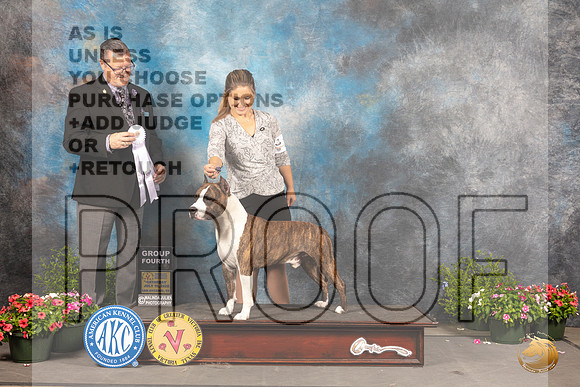 American Staffordshire Terrier #19 Sat G4 Judge Darry Vice_MJ_0499_SA_2022_HR3