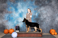 German Shepherd Dog #14 OHG1 Sat Judge Tim Catterson