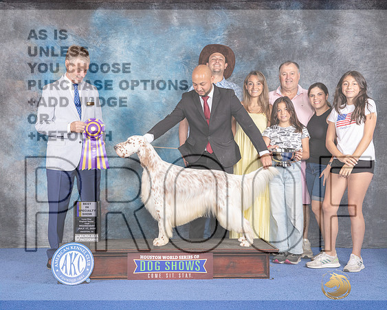 English Setter #5 WED BOB Judge Wood Wornall_JP_7263e_Houston_2024-HR3