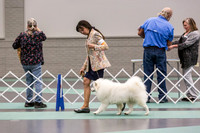 American Eskimo Rings Fri Ring 1