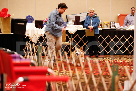 _JJ_7289-HstnCorgiFeb2015-HR3