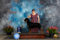 Rottweiler #14 Fri BOWBOBJudge Christie Martinez
