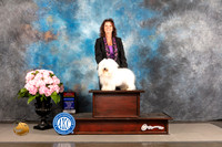 Coton de Tulear #5 FRI BOP BOW NCH Major Judge Jeffery Bazell