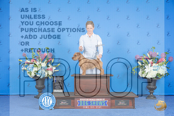 Norfolk Terrier #5 Sat BOWMCH Judge Nancy Liebes__JP_0031_Houston_2024_HR3