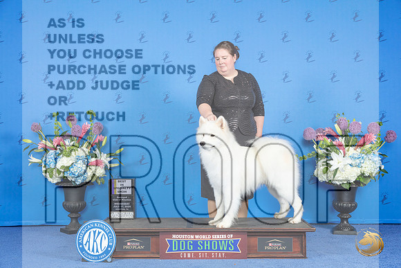 Samoyed #25 WED BISS Judge Annella Cooper r__JP_9155_Houston_2024_HR3