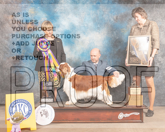 Welsh Springer Spaniel #10 Fri BISS Judge Peggy Beisel McIlwainer-MMJ_7867-FW2022-HR3