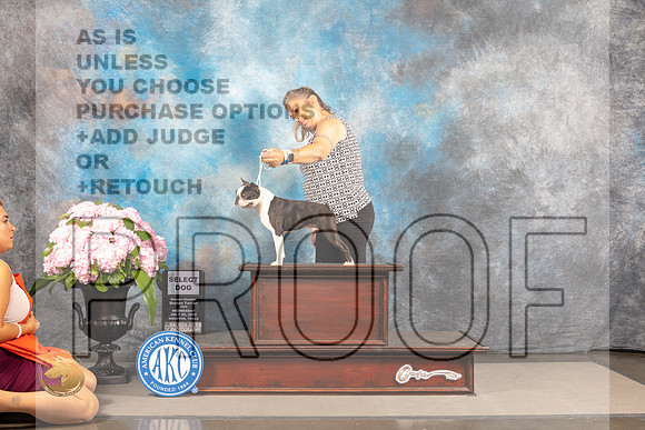 Boston Terrier #23 WED SD Judge Gloria Kerr *R*_MJ_6671_Houston_2022_HR3