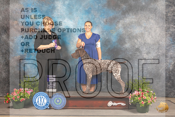 German Shorthaired Pointer #9 Sun WD Judge Cindy Lane_MJ_1454_SA_2022_HR3