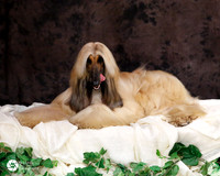 Afghan Hound Sat Custom Portrait