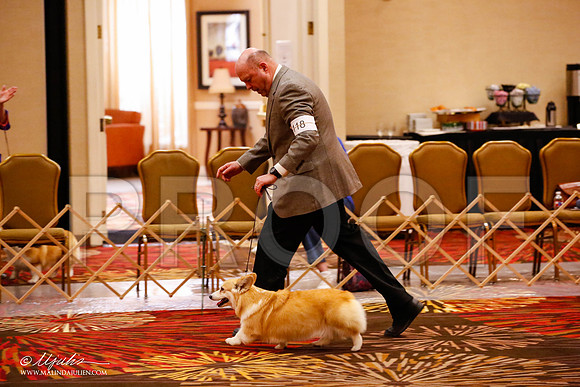 _JJ_9206-HstnCorgiFeb2015-HR3