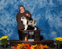 Miniature American Shepherds #6 Sun BOB Cross Gloria Joseph Judge Ms Joanne M Buehler
