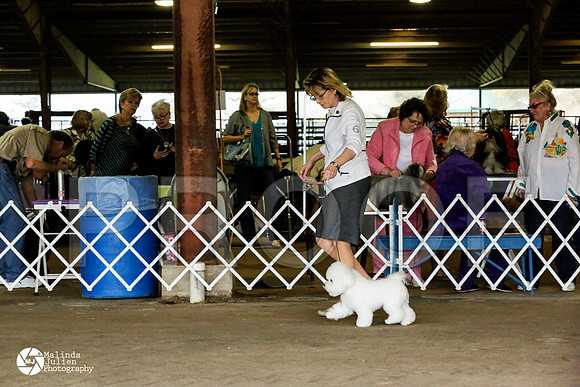bichon-7433-HstnMar14-HR3