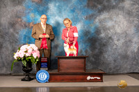 Chihuahua Long Coat #10 Sun G2 Judge Joe Walton
