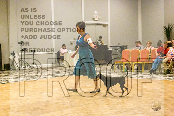 Manchester Terrier MTOY Candids-JJL_2121-Hstn2022_HR3