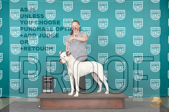 American Bulldog #147 Wed COC Judge Stanley Matsumoto__JP_0358_Premier_2024_HR3