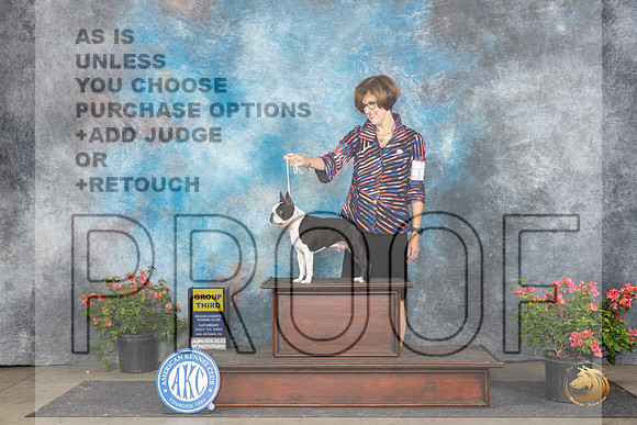 Boston Terrier #11 sat G3 Judge Karen McFarlane __JP_5568_San Antonio_2024_HR3