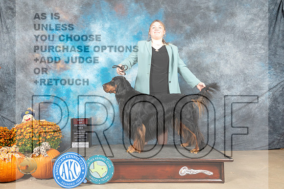 Gordon Setter #8 BOS Judge Del Richards_MJ_5797_Belton_2022_HR3