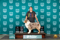 Australian Shepherd #1127 TD