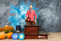 Dachshund Longhaired #19 Sun WDBOSBOW Judge Steve Keating
