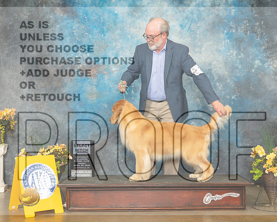Golden Retriever #26 Fri SB Judge Eugene Blake-MMJ_9598-NWARK2022-HR3