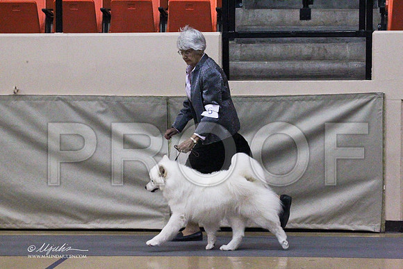 Samoyeds-2587LR