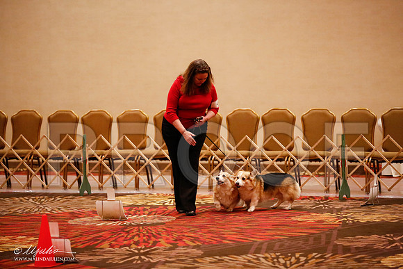 _JJ_7891-HstnCorgiFeb2015-HR3