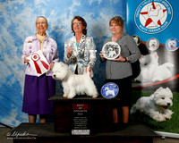 West Highland White Terrier #10 BOS