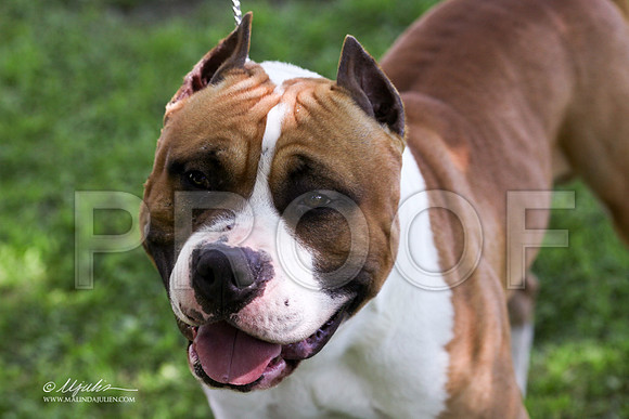 AmStaff-9639LR