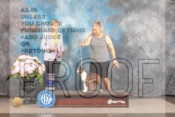 Boston Terrier #21 SAT WD Judge Patricia Sosa_MJ_6581_Houston_2022_HR3